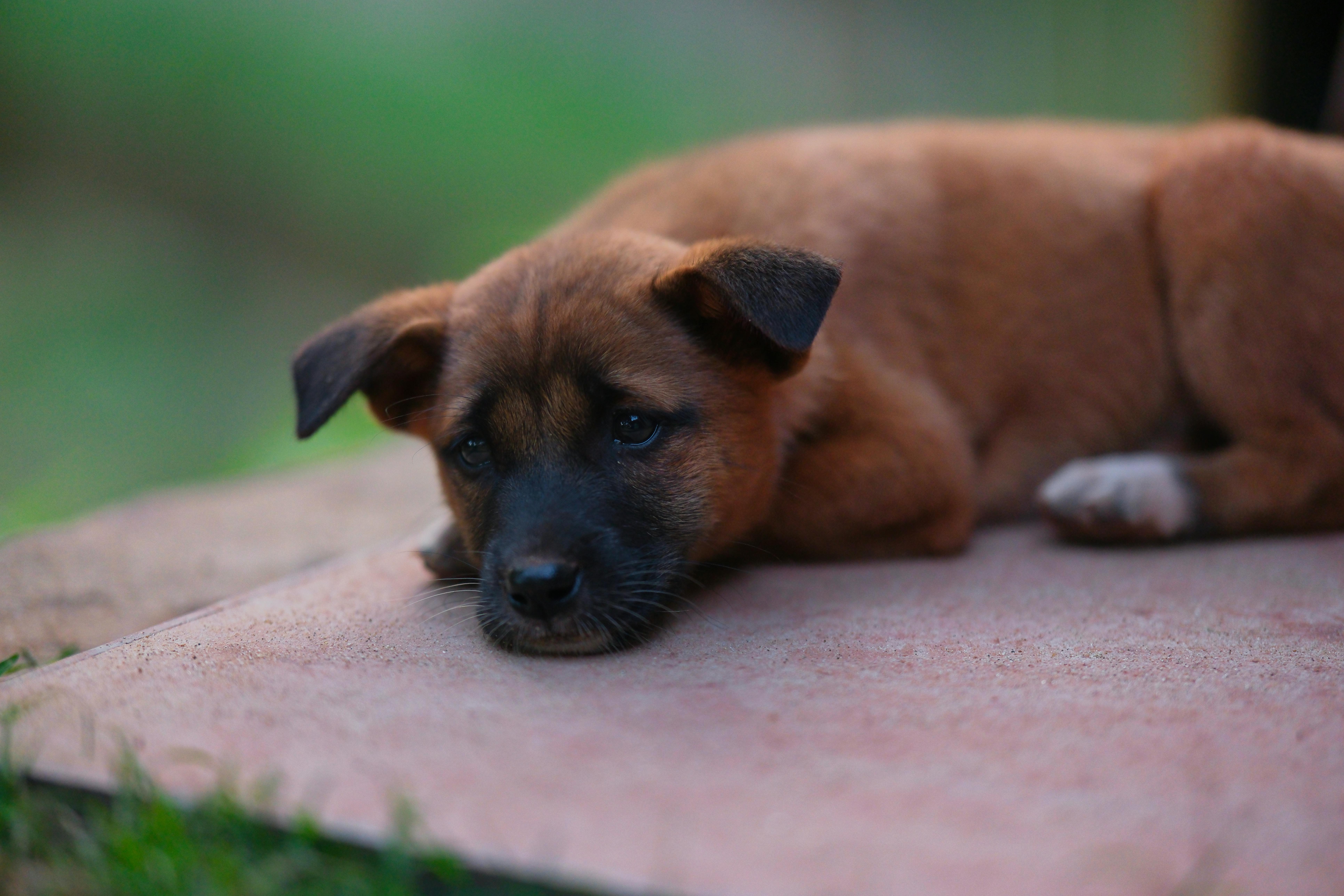 A dog representing the animals ShelterMeds helps support through medication access and care resources
