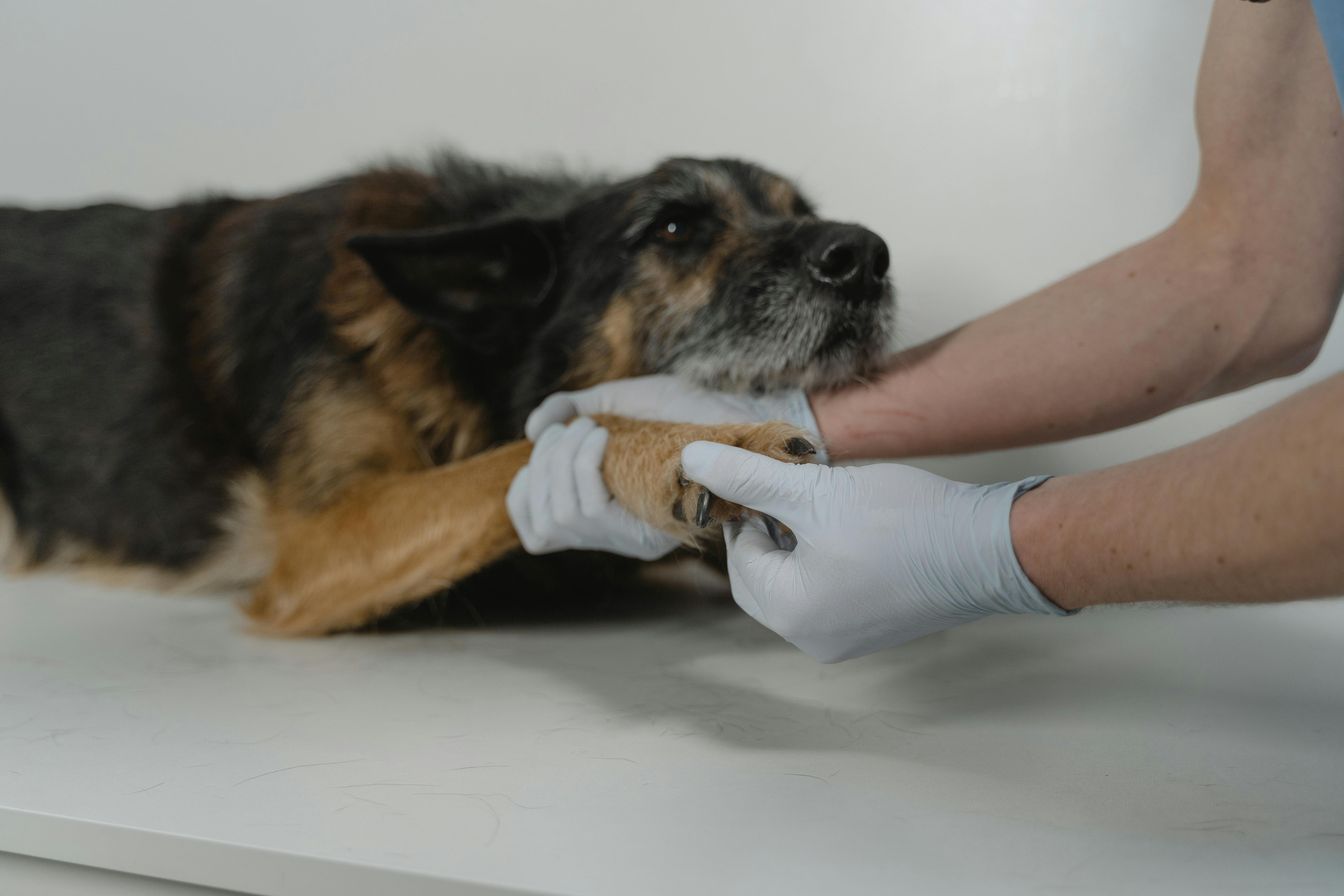 ShelterMeds making care more reachable for shelter animals