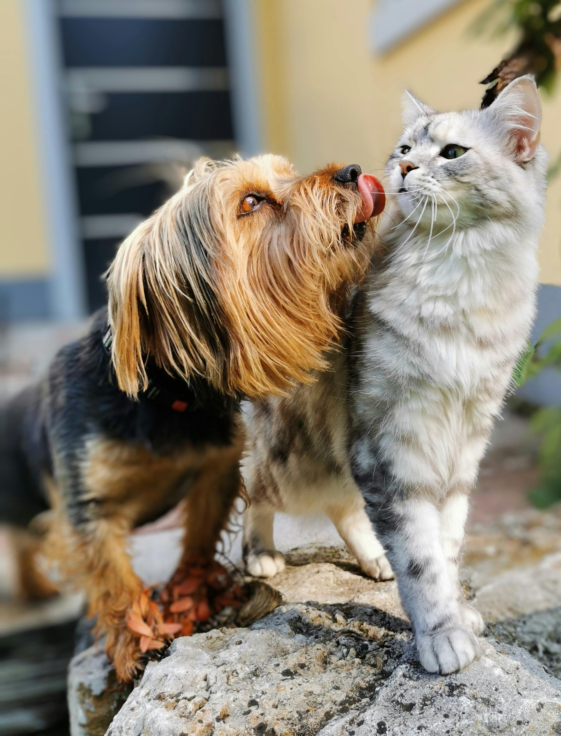 Shelter animals who benefit from ShelterMeds medication support