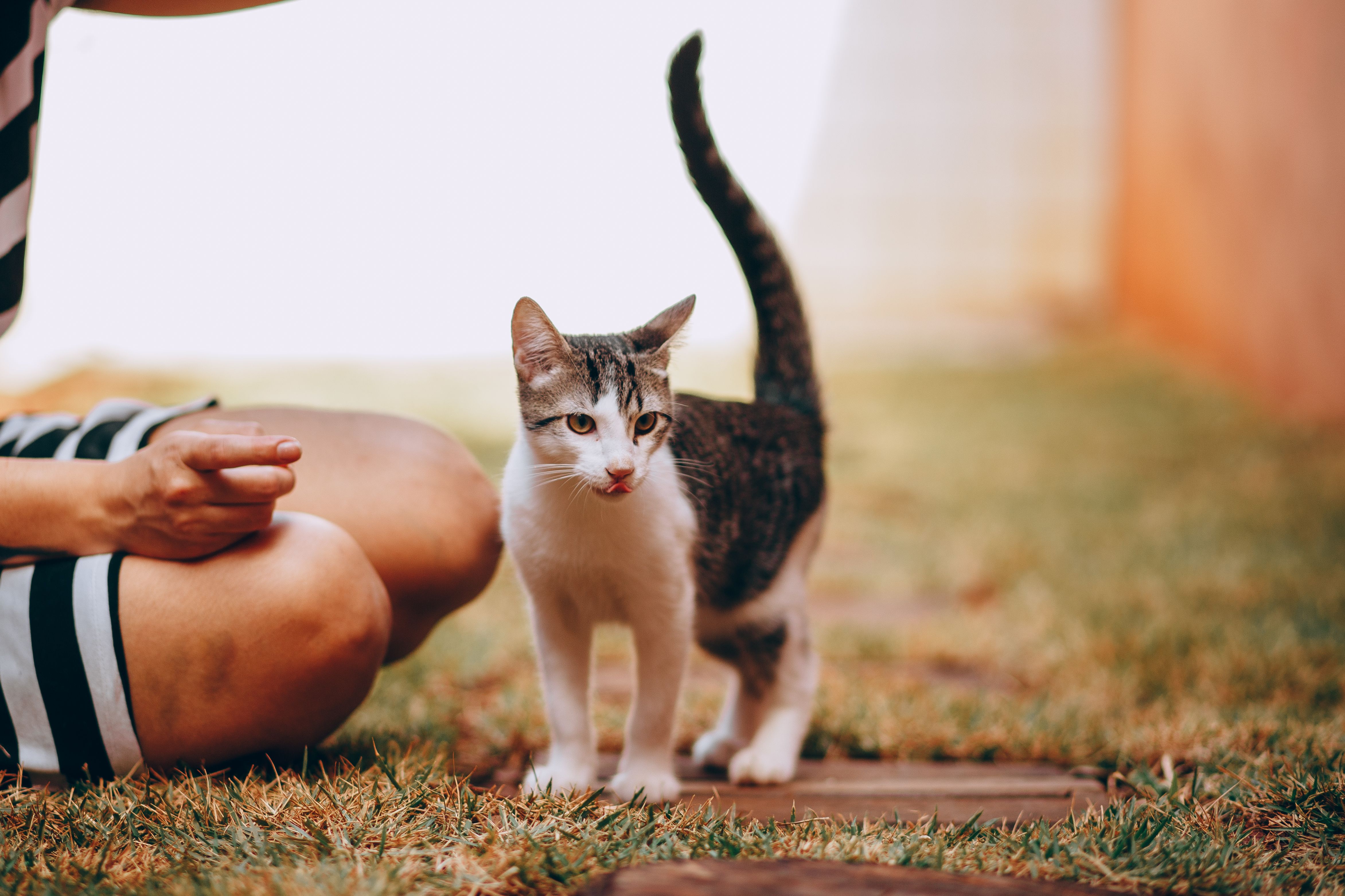 Animal shelter partners ShelterMeds works with