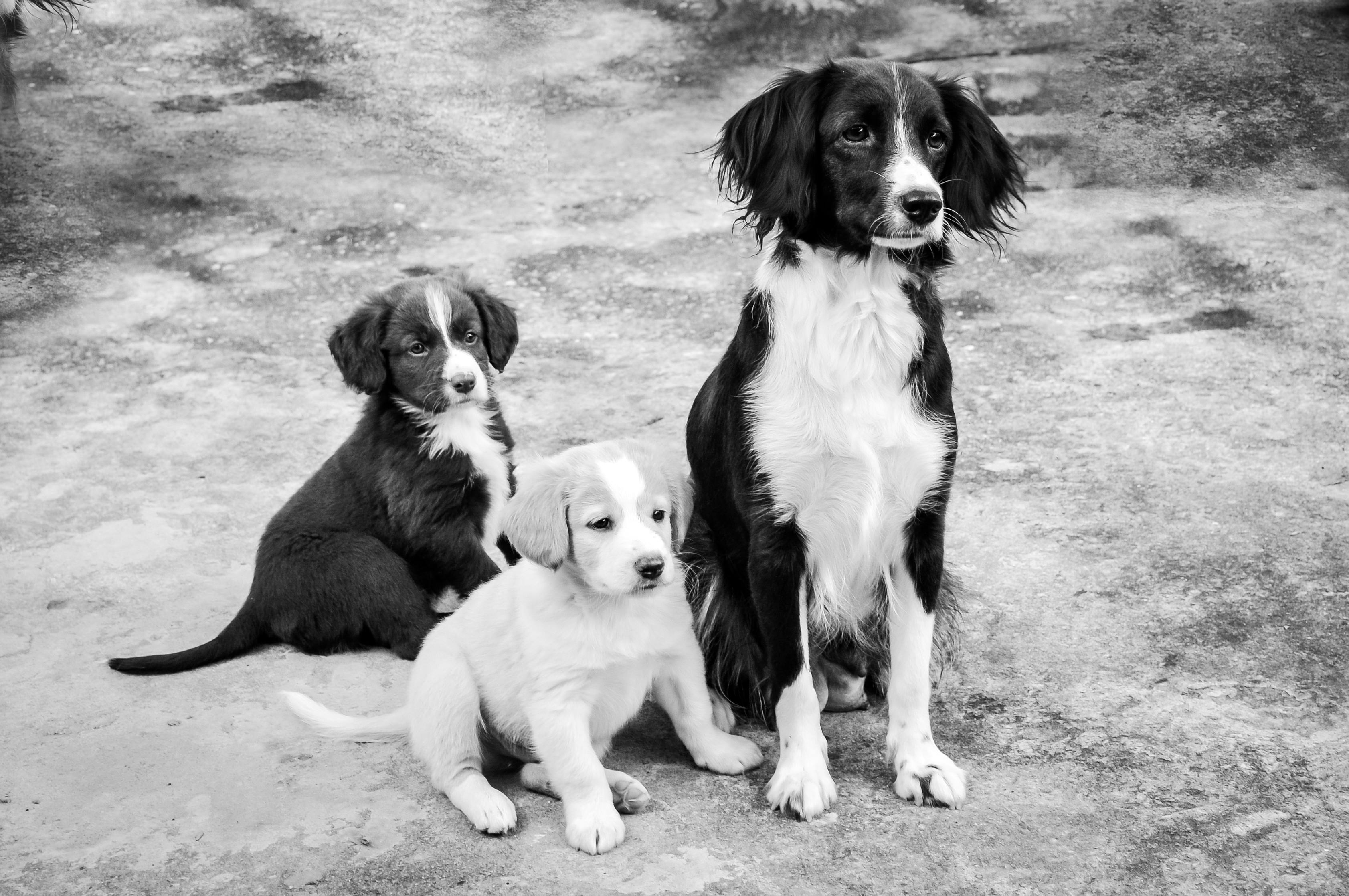 Animal shelter staff and nonprofit organizations ShelterMeds partners with