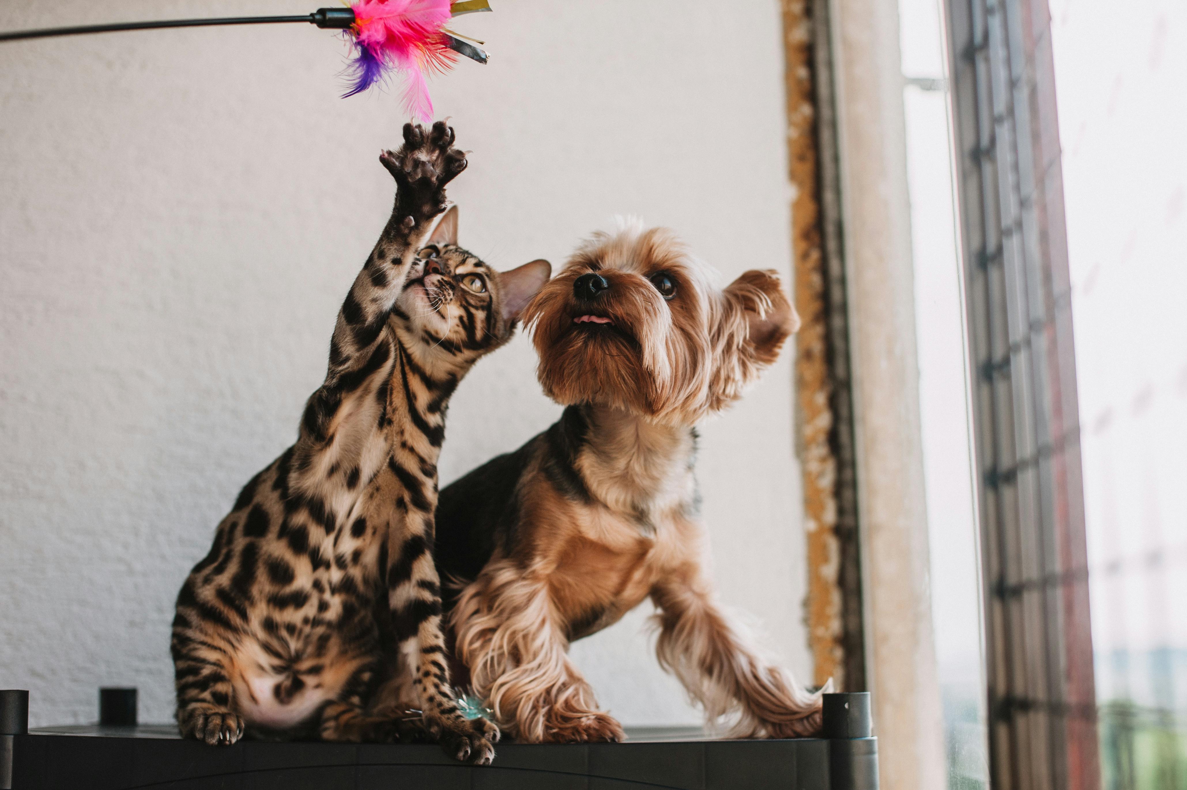 Happy, healthy shelter animals representing the animals ShelterMeds supports